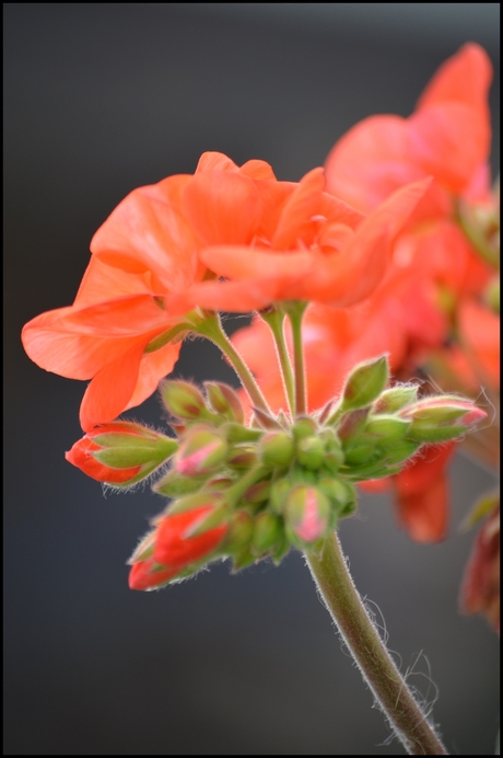 Geranium