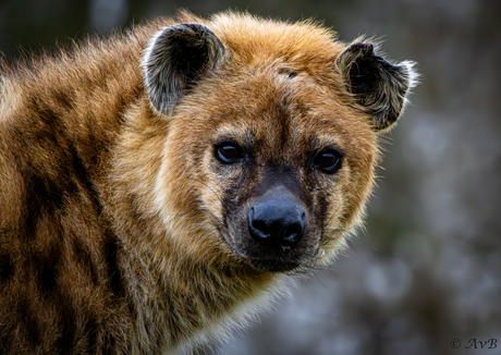 Headshot gevlekte hyena