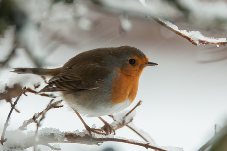 Er was sneeuw in 2015