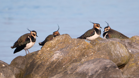 Kieviten op de rotsen