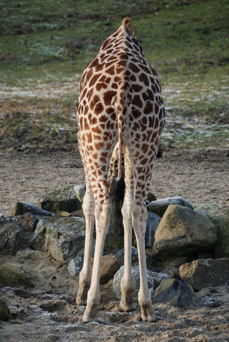 Giraffe