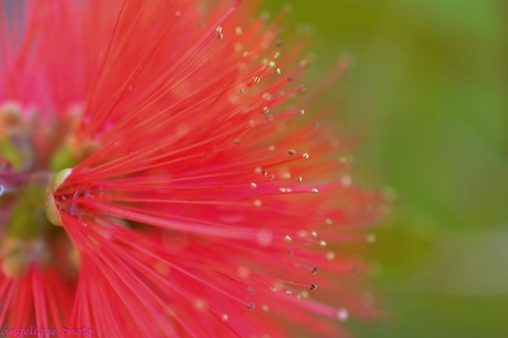 macro van een bloem