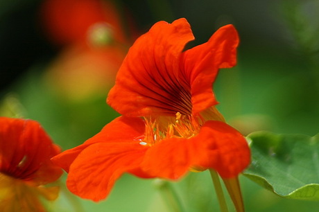 Geen idee wat voor een bloem