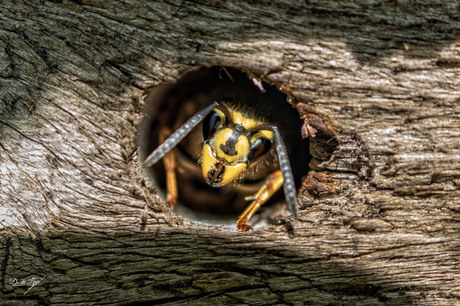 Wachter van het Hout