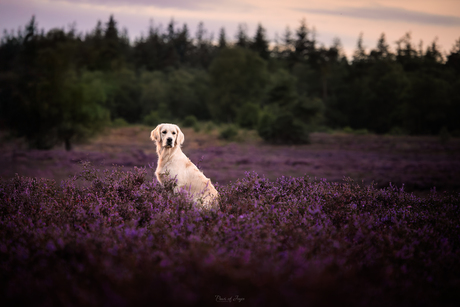 Heather Season is on the way