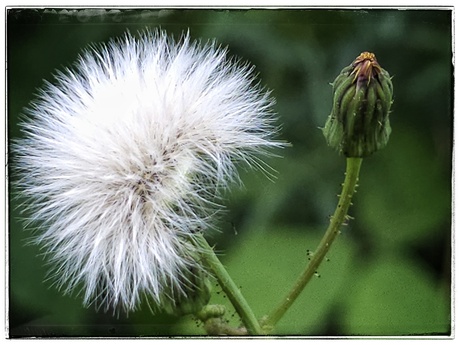 Sonchus asper 