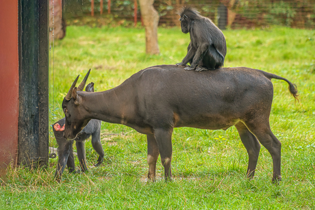 Spring maar achterop.