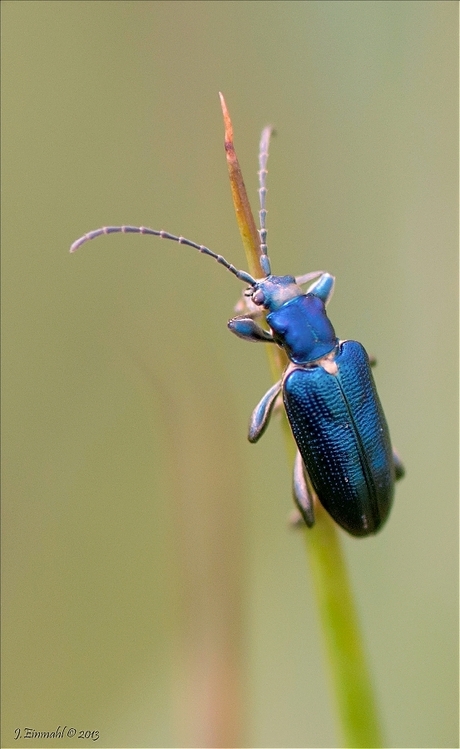 Blauw kevertje