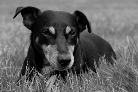 Charly in Black&White