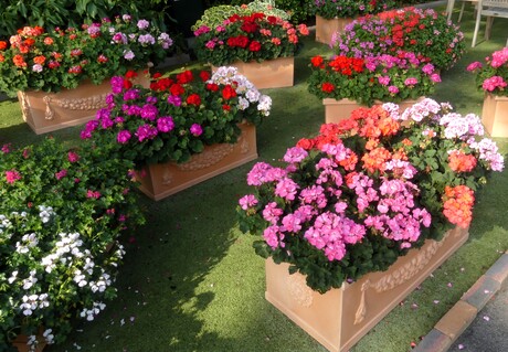 P1290478   PINK RIBBON nr12   Toscaanse Garden  Westland  13 aug 2025  