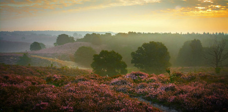 Purple heather at dawn