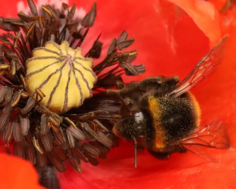 Klaproos mèt hommel