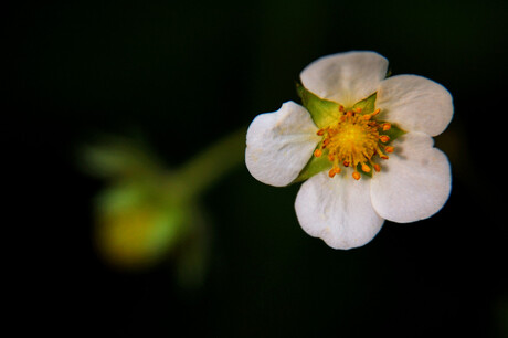 Bloem van ardbei