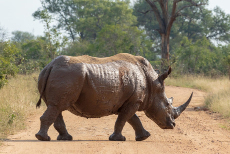 Overstekend groot wild