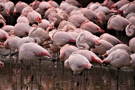 Slapende Flamingo's