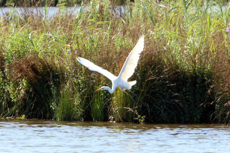 Ziverreiger in vlucht