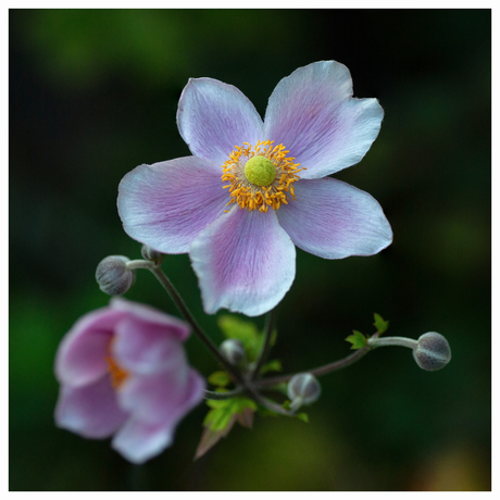 Anemone hupehensis (herfstanemoon) in de zon