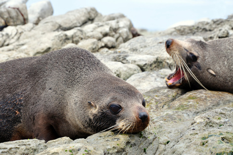 Zeehonden