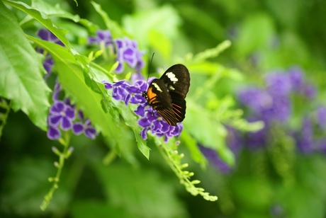 vlinder tuin