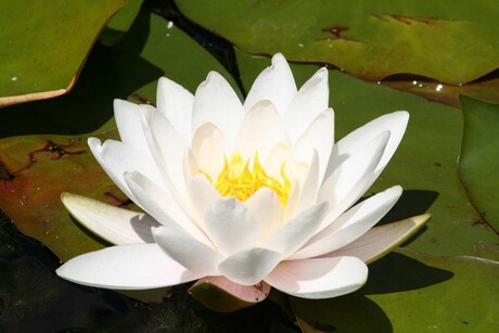 Waterlelie