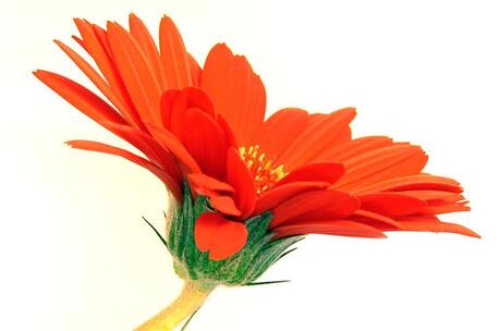 Gerbera