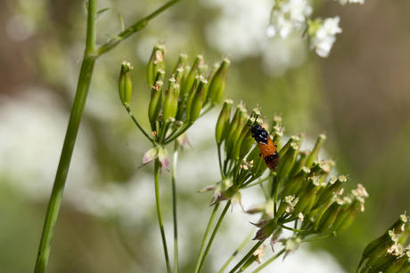 Insect (maar welke?)