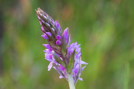 Rietorchis