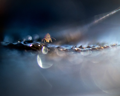 springstaartje  op het randje