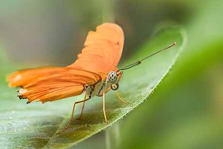 Oranje passiebloemvlinder