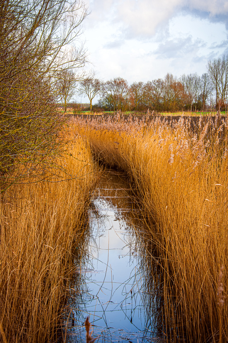 gouden riet
