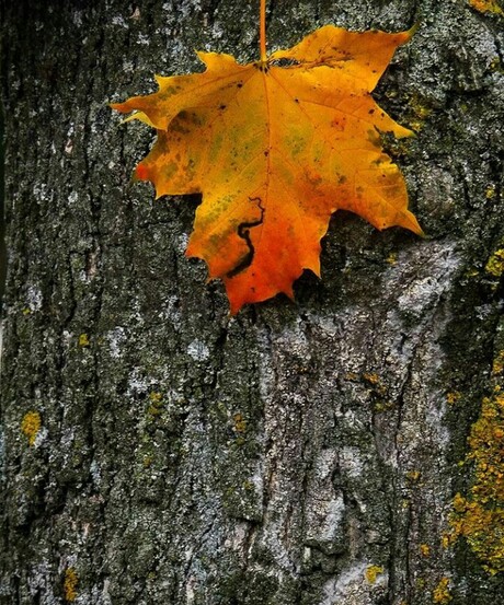 Leaf contrast