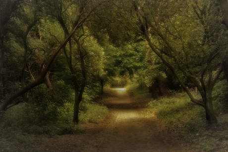 Wandeling door de duinen....