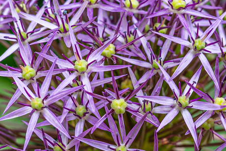 UIT ONZE ACHTERTUIN [2]