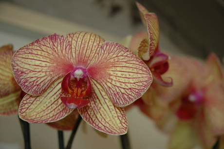 orchidee 2