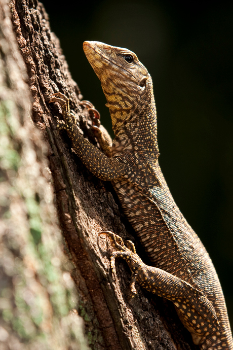 Forest Monitor Lizzard