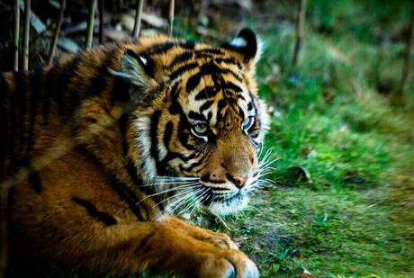 Burgers Zoo Tijger