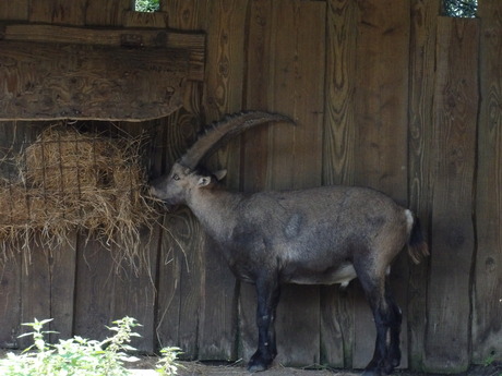 Alpensteenbok