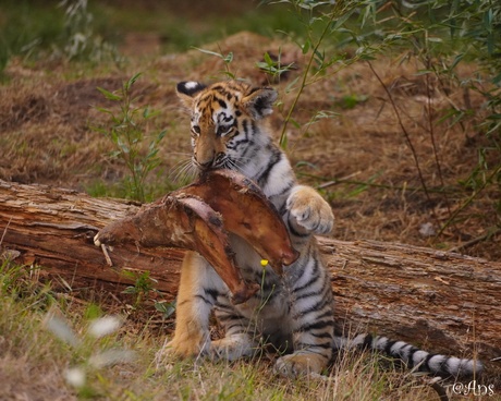 Tijgerwelp
