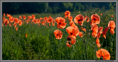 Veld klaprozen