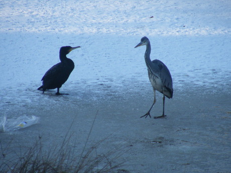 aalscholver en reiger