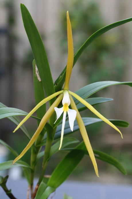Fraaie orchidee