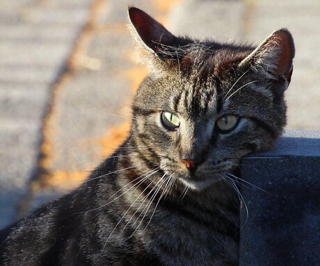 Marquer son territoire.
