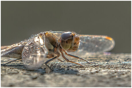 Dragonfly portrait