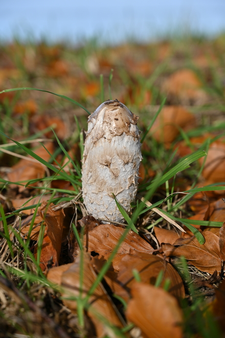 Herfst-moment