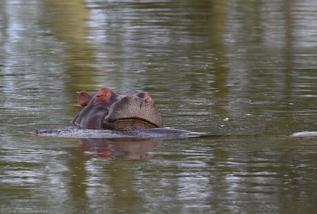 Happy Hippo