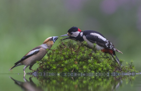 Wie heeft de grootste bek...