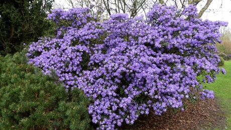 Rhododendron jacksoni