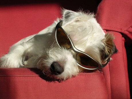 Enzo in het zonnetje