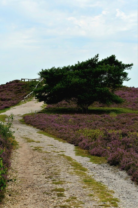 Prachtige heide!