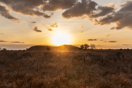 Zebra's in Amboseli Kenia